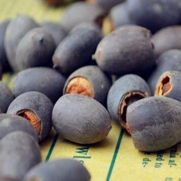 Bonsai-Schalen-Lotus-Samen (Mischfarben)