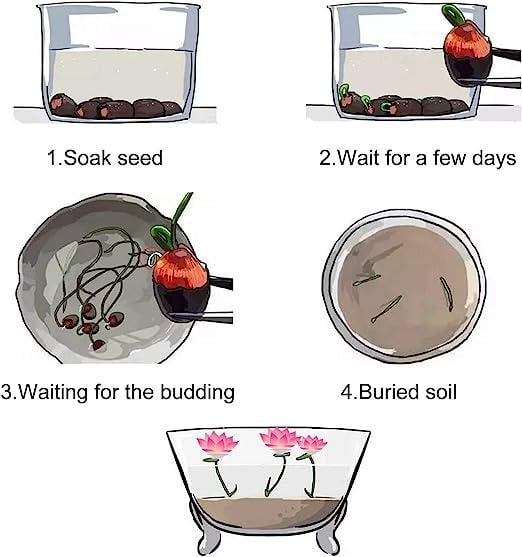 Bonsai-Schalen-Lotus-Samen (Mischfarben)