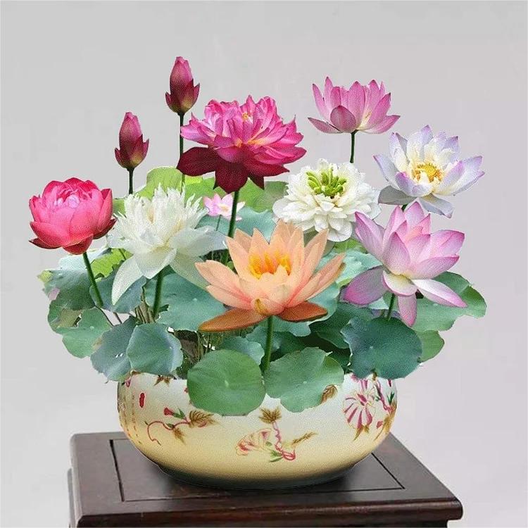 Bonsai-Schalen-Lotus-Samen (Mischfarben)