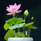 Bonsai-Schalen-Lotus-Samen (Mischfarben)