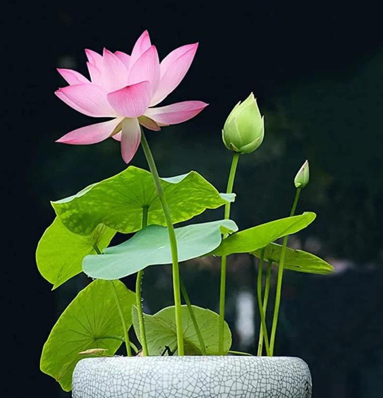 Bonsai-Schalen-Lotus-Samen (Mischfarben)