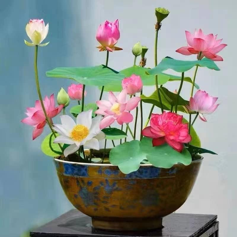 Bonsai-Schalen-Lotus-Samen (Mischfarben)