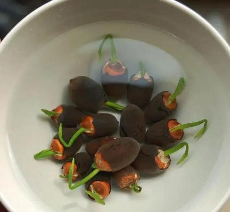 Bonsai-Schalen-Lotus-Samen (Mischfarben)