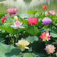 Bonsai-Schalen-Lotus-Samen (Mischfarben)