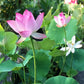 Bonsai-Schalen-Lotus-Samen (Mischfarben)