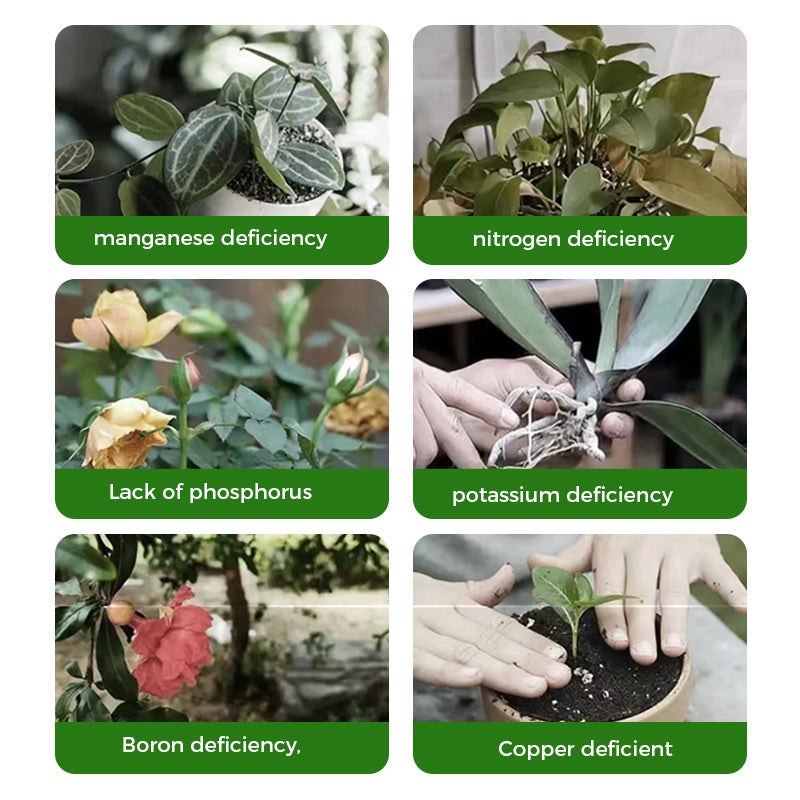 🔥Kaufen Sie 2 und erhalten Sie 1 gratis🔥Universal schnellblühendes Pulver für Blumenpflanzen