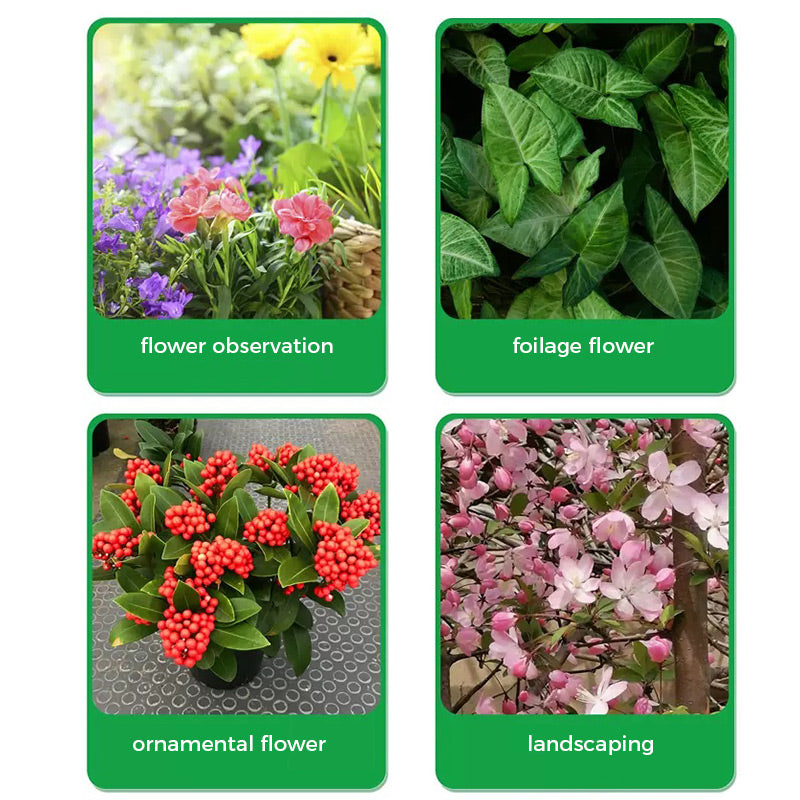 🔥Kaufen Sie 2 und erhalten Sie 1 gratis🔥Universal schnellblühendes Pulver für Blumenpflanzen