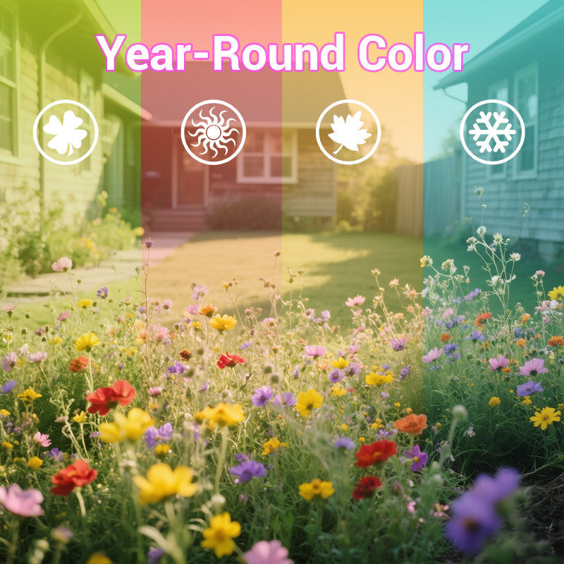 Bunte Wildblumen-Mischung: Blütenpracht das ganze Jahr! 🌸🌼🌺