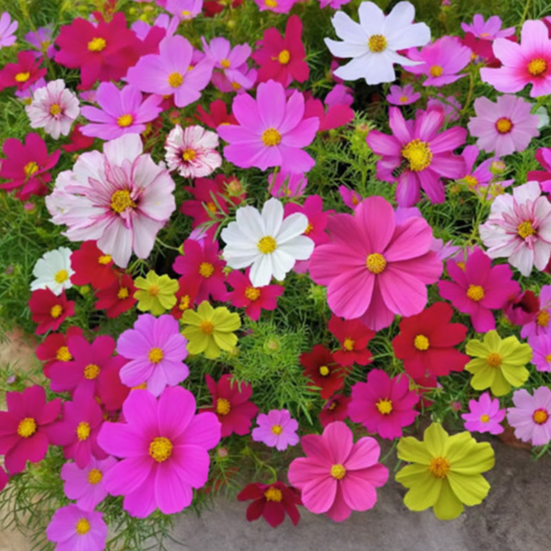 Bunte Wildblumen-Mischung: Blütenpracht das ganze Jahr! 🌸🌼🌺