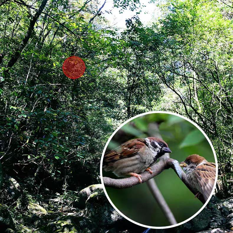 4K 8–40x40 mm Monokulares Teleskop mit Superteleobjektiv und Zoom