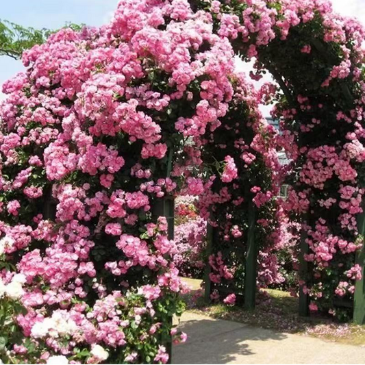 Blumensamen für Zimmerpflanzen 🌸🌱