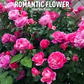 Blumensamen für Zimmerpflanzen 🌸🌱