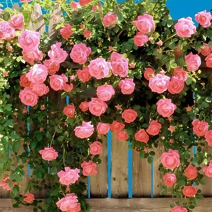 Blumensamen für Zimmerpflanzen 🌸🌱