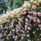 Blumensamen für Zimmerpflanzen 🌸🌱
