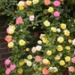Blumensamen für Zimmerpflanzen 🌸🌱