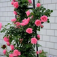 Blumensamen für Zimmerpflanzen 🌸🌱