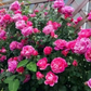 Blumensamen für Zimmerpflanzen 🌸🌱