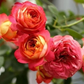 Blumensamen für Zimmerpflanzen 🌸🌱