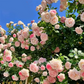 Blumensamen für Zimmerpflanzen 🌸🌱