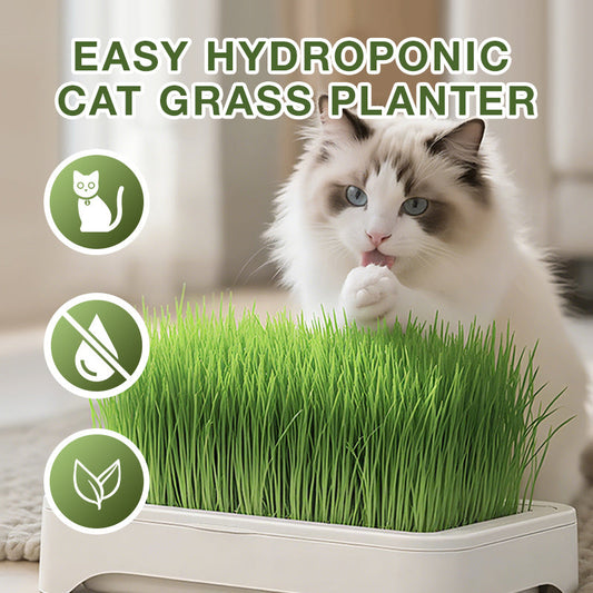 Einfacher hydroponischer Katzengras-Pflanztopf