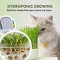 Einfacher hydroponischer Katzengras-Pflanztopf