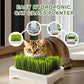 Einfacher hydroponischer Katzengras-Pflanztopf