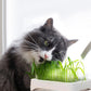 Einfacher hydroponischer Katzengras-Pflanztopf
