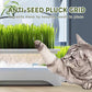 Einfacher hydroponischer Katzengras-Pflanztopf