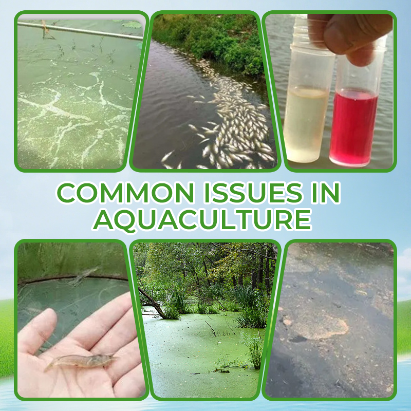 Multifunktionales Futterergänzungspulver für Aquakultur 🌊🐟✨