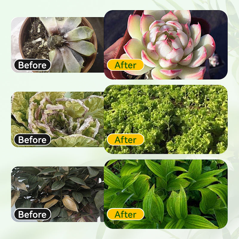 Allgemeine Nährstofflösung für Pflanzenwurzeln