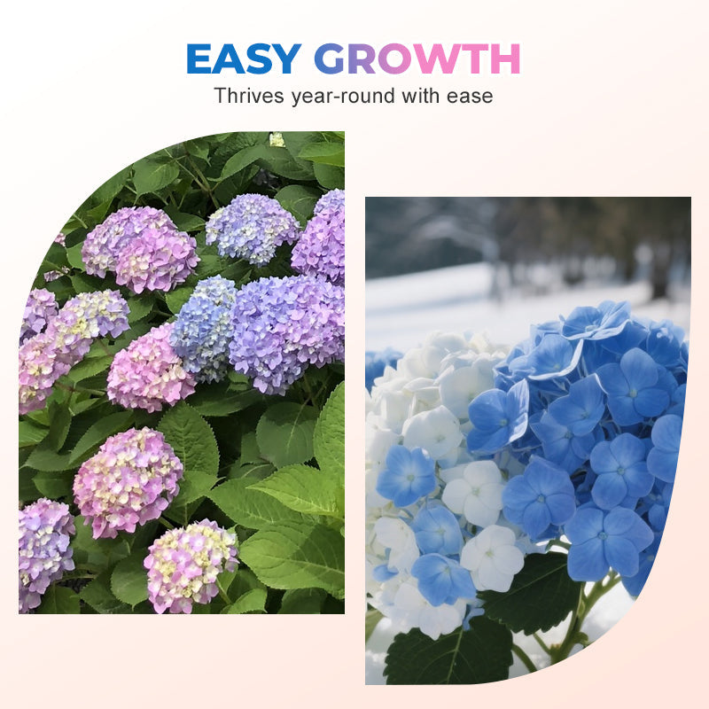 Gemischtfarbige Hortensiensamen