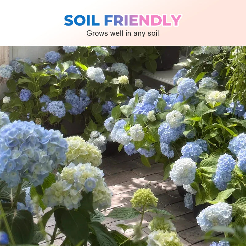 Gemischtfarbige Hortensiensamen