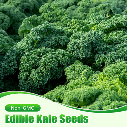 Nicht-GVO essbare Grünkohlsamen