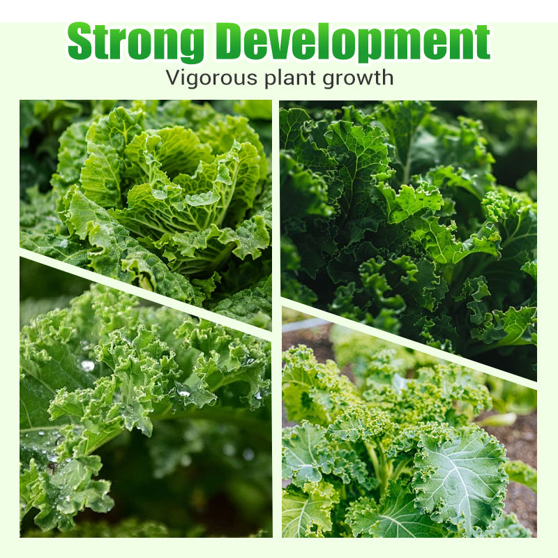 Nicht-GVO essbare Grünkohlsamen