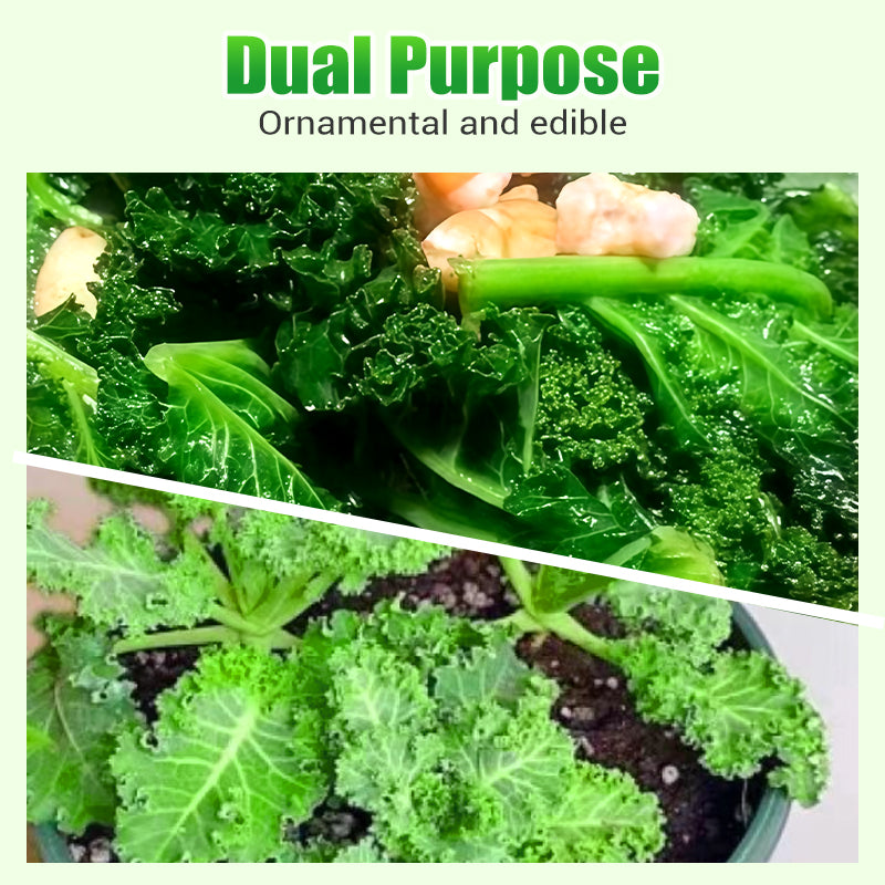 Nicht-GVO essbare Grünkohlsamen