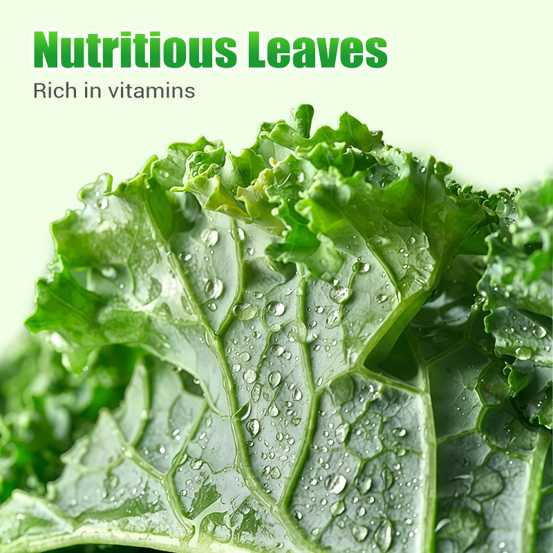 Nicht-GVO essbare Grünkohlsamen