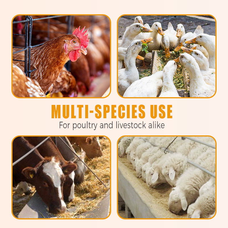 🐓Natürliches inneres und äußeres Entwurmungsmittel für Hühner