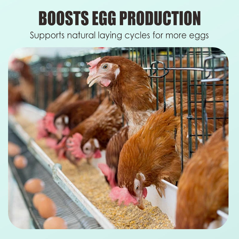 🐓🪺🥚Eier-Booster Futterergänzung