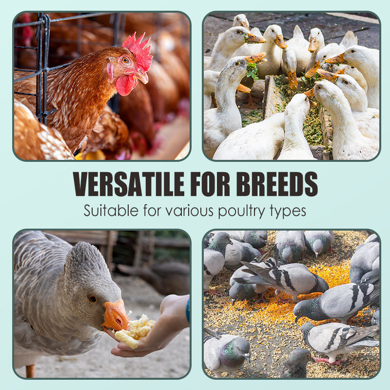 🐓🪺🥚Eier-Booster Futterergänzung