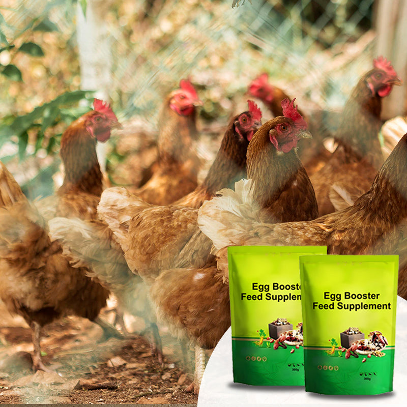 🐓🪺🥚Eier-Booster Futterergänzung