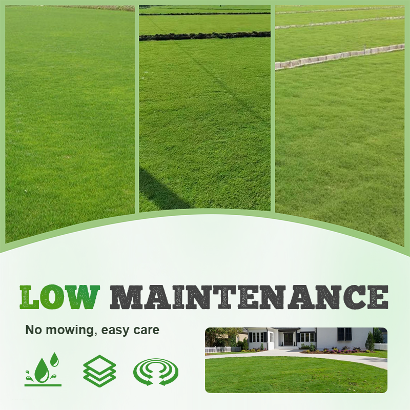 🌱Ganzjahres-Rasensamen