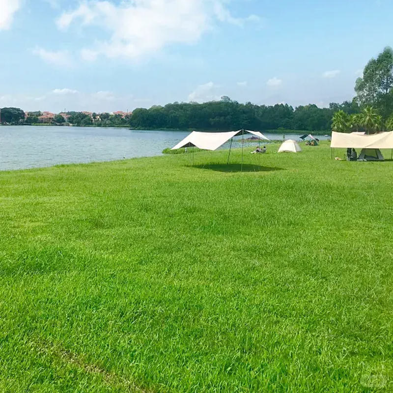 🌱Ganzjahres-Rasensamen