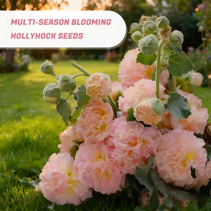 Mehrjährig blühende Stockrosensamen