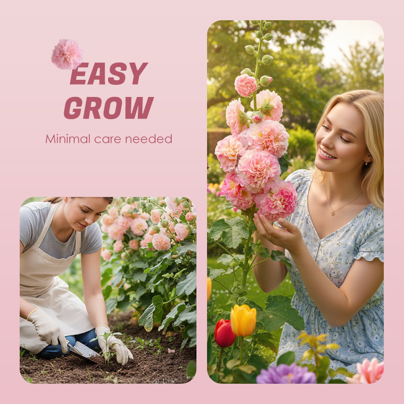 Mehrjährig blühende Stockrosensamen