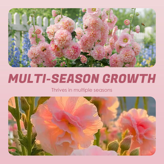 ✨ Säen Sie Stockrosensamen🌱 und ernten Sie eine Wand aus bunten Blüten!🌺