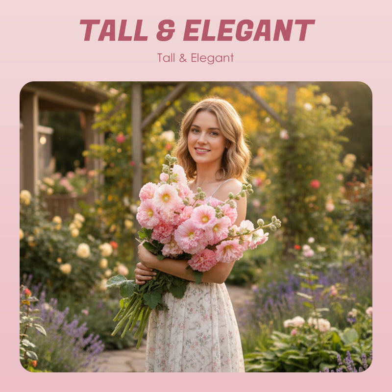 Mehrjährig blühende Stockrosensamen