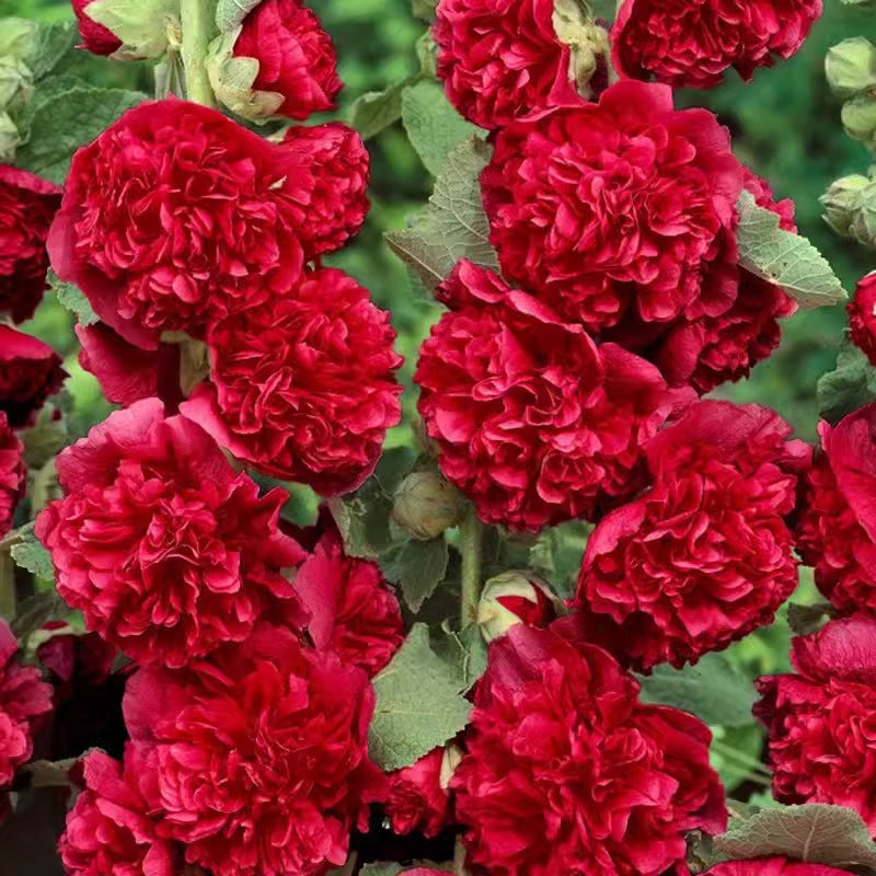 Mehrjährig blühende Stockrosensamen