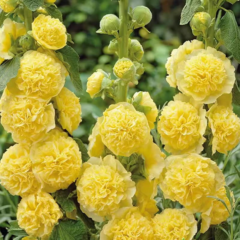 Mehrjährig blühende Stockrosensamen