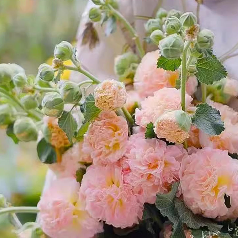 Mehrjährig blühende Stockrosensamen