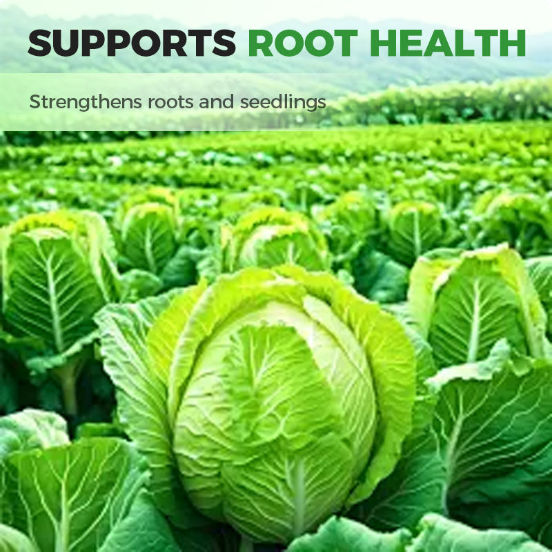 🔥🔥Premium-Dünger für Kohl – fördert das Wachstum🔥